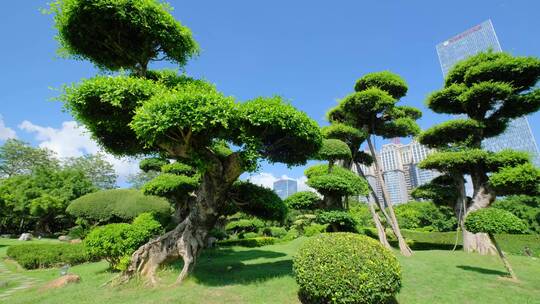 公园景观树造型修剪园林艺术园艺雕塑植物园