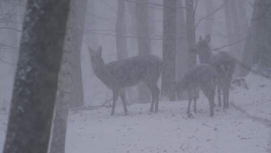 捷克，欧洲，雪，冷