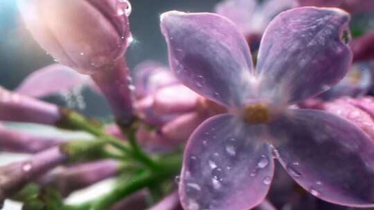 微距特写盛开的丁香花、紫紫的水滴