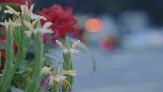 广州街边的绿色植物小黄花