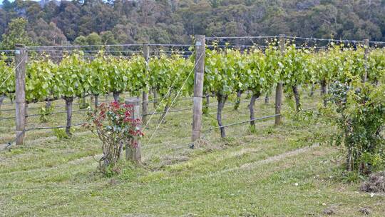 澳大利亚墨尔本葡萄园酿酒唯美风景
