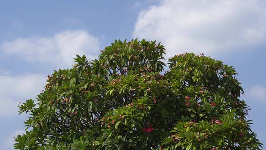 红鸡蛋花树仰拍