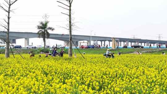 中国广东省广州市南沙区东涌油菜花