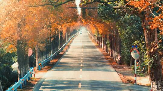 杭州绝美秋景道路航拍