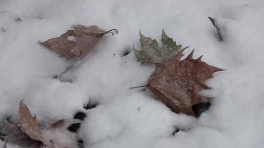 被落雪覆盖的树叶