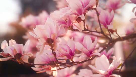 春天风景春暖花开青山绿水