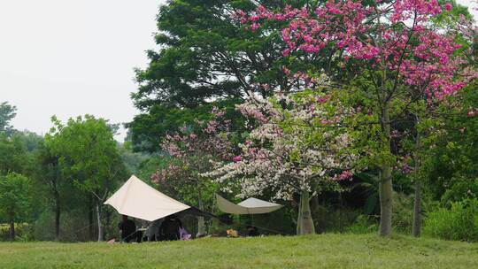 开满鲜花的野外天幕露营休闲