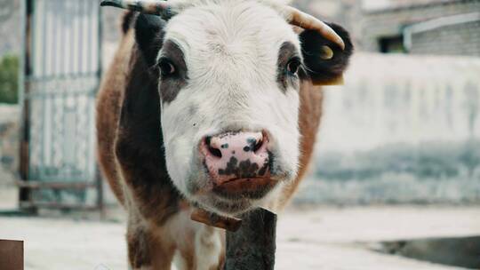 好奇的小牛看着镜头咀嚼吃草