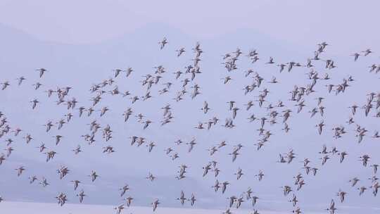 S群鸟在天空飞行、鸟类迁徙