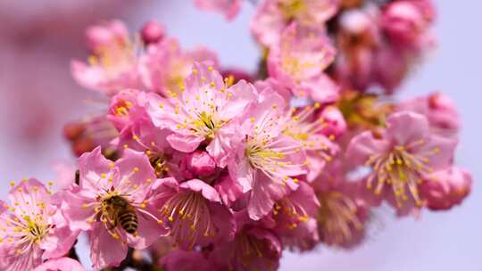 春天盛开的粉色樱花和飞舞的蜜蜂