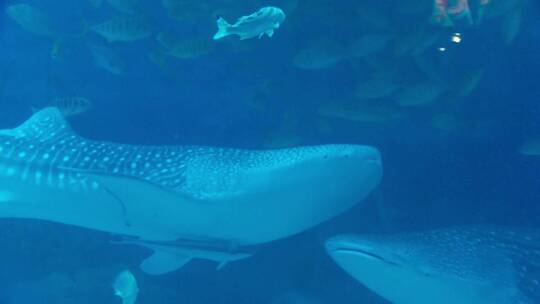 鲸鲨 鲨鱼  海洋生物 水下摄影