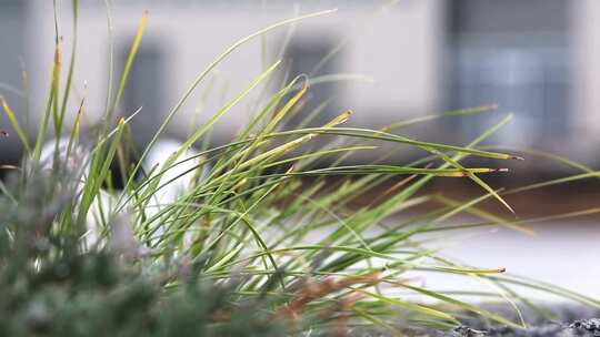 草 草地 绿色 花草 植物 实拍视频