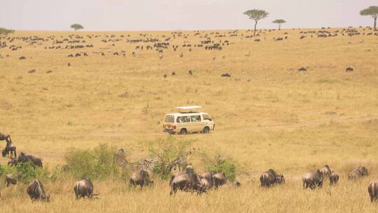 非洲大草原旅游