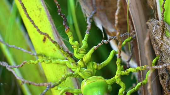 中国海南三亚椰树椰子生长