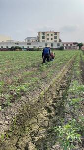 种植西红柿农耕菜田4K实拍视频