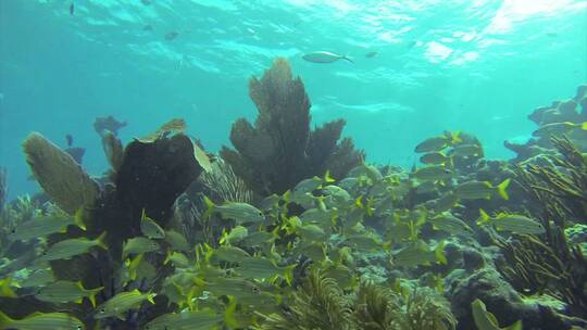 热带鱼在水下围绕珊瑚礁游泳视频素材模板下载