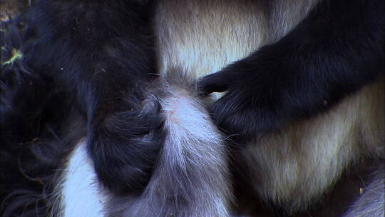 滇金丝猴相互梳理毛发4视频素材模板下载