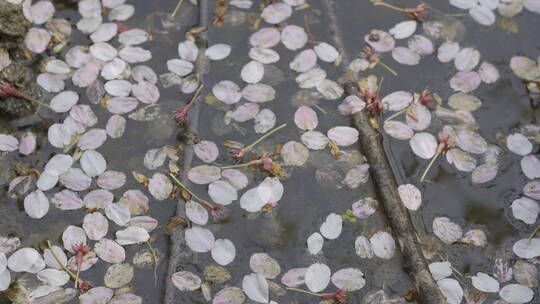 樱花飘落