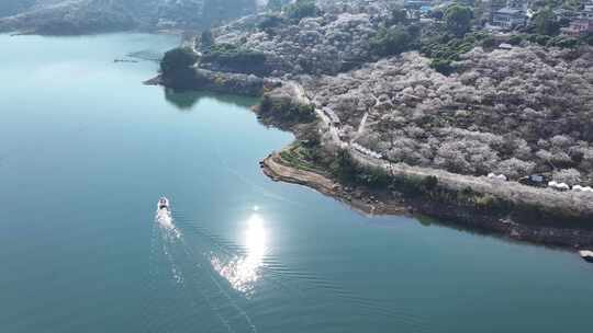 中国广东省广州市从化区广州流溪梅花节