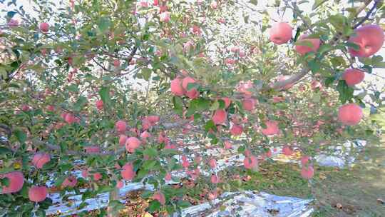 红富士苹果 苹果 条纹苹果