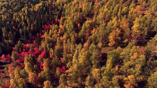 FPV航拍秋季森林香山红叶原始森林