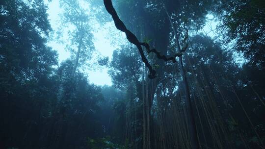 大自然热带雨林风景