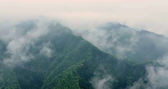 大自然森林氧吧竹林竹海竹山云海翻滚航拍