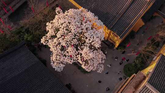 法喜寺玉兰花