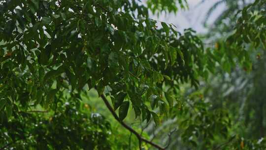 风雨交加树木树叶雨景雨季雨水雨滴下雨视频素材模板下载