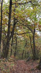 秋天山林中铺满落叶的小路