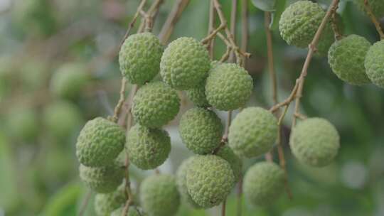 荔枝树枝头青荔枝地拍