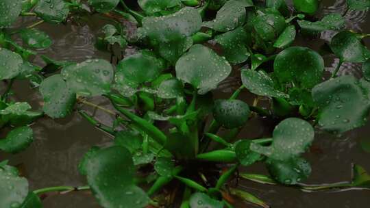 随拍小院小雨天水葫芦小猫咪