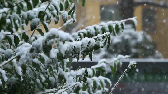 雪景飘雪鹅毛大雪