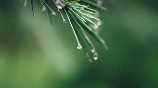 绿叶雨后雨滴水珠