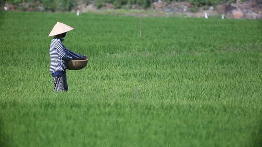 越南农民收获大米