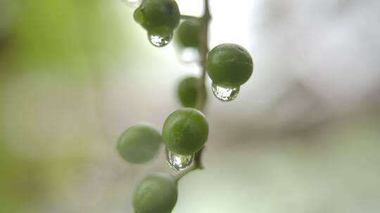 杏果实雨后实拍视频素材