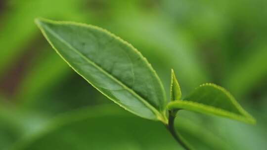 茶叶茶山茶园红茶绿茶春茶