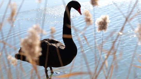 圆明园冬天湖中芦苇旁美丽的黑天鹅