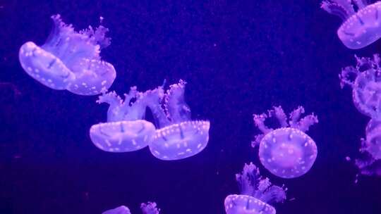 海洋    水母