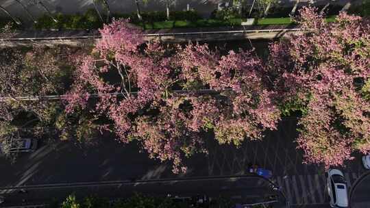 中国广东省广州市荔湾区坦尾美丽异木棉