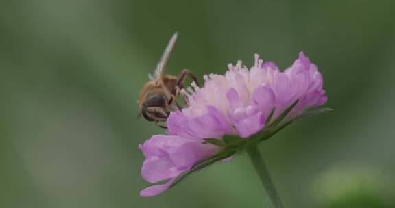 悬停苍蝇，花苍蝇，Syrphid苍蝇，昆