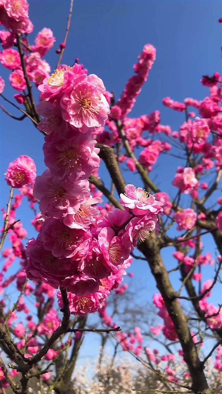 春季红色梅花景观