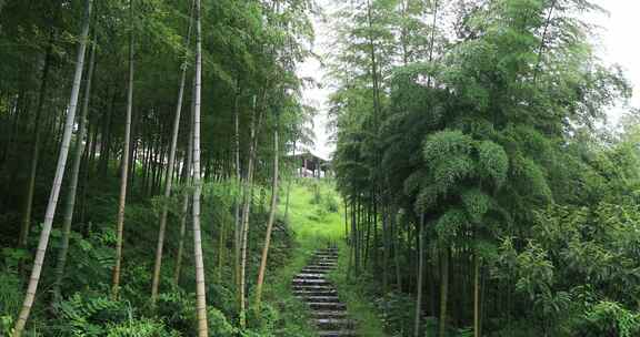 山坡上的美丽竹林