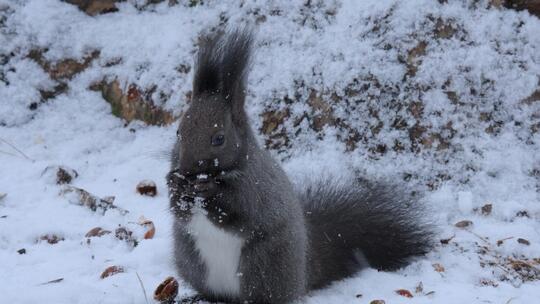 冬天松鼠