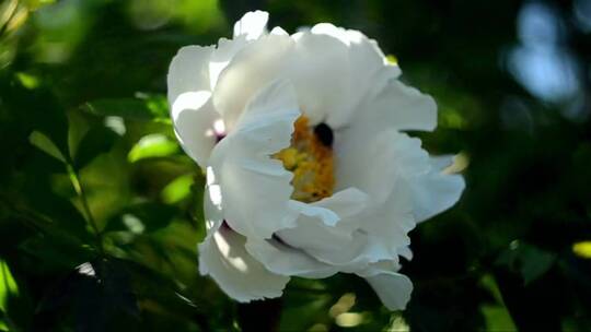 白牡丹花上的蜜蜂