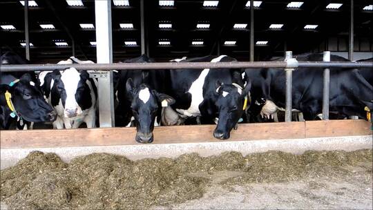 马厩里的奶牛在吃草视频素材模板下载