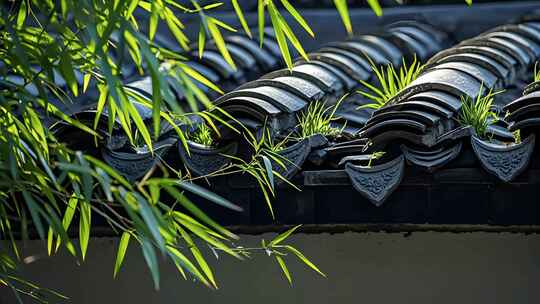 春天竹林竹叶阳光光影清新自然生态