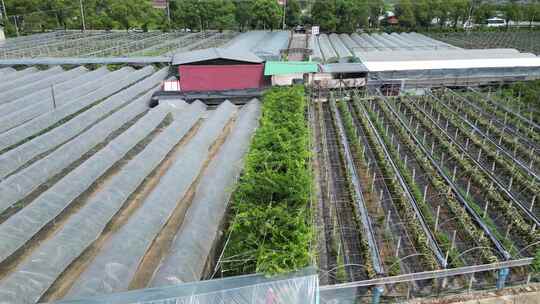 乡村振兴现代农业大棚果蔬基地航拍