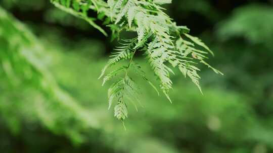 桫椤叶子特写微风吹动