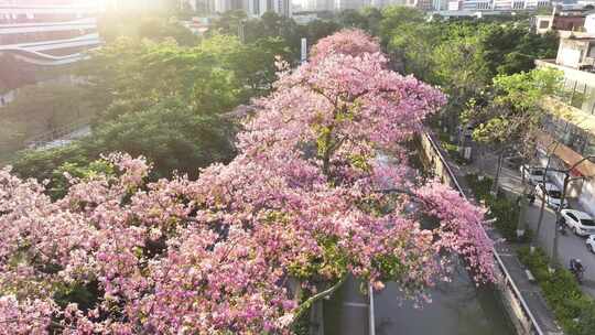 中国广东省广州市荔湾区坦尾美丽异木棉